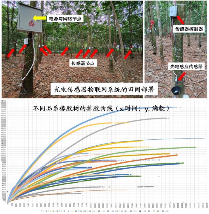 “橡胶树种质资源精准评价与基因发掘”现场展示会（二）.jpg