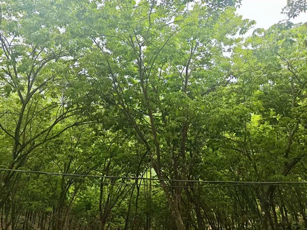 警惕早春病虫害!2026年2月橡胶树物候监测与精准防控建议