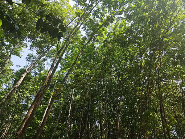 橡胶树病虫害监测防控动态(2026年第6期)