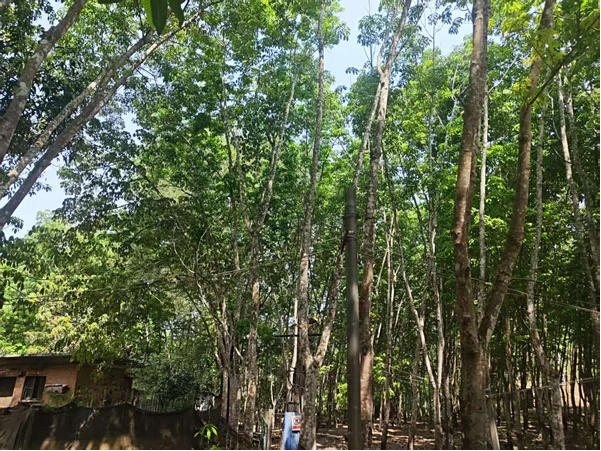 橡胶树病虫害监测与防控简报(2026年第7期)